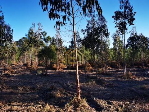 Terreno 22800m2, constrói em 3693 metros junto praia e estrada (eletricidade,água,esgotos) Portugal