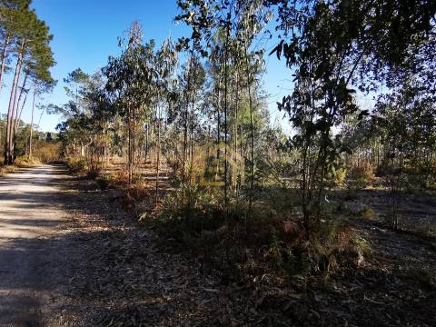Terreno 22800m2, constrói em 3693 metros junto praia e estrada (eletricidade,água,esgotos) Portugal