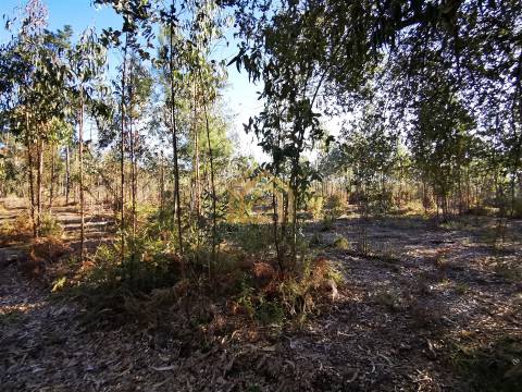 Terreno 22800m2, constrói em 3693 metros junto praia e estrada (eletricidade,água,esgotos) Portugal