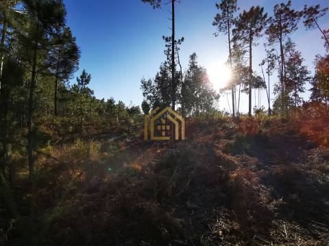 Terreno 22800m2, constrói em 3693 metros junto praia e estrada (eletricidade,água,esgotos) Portugal