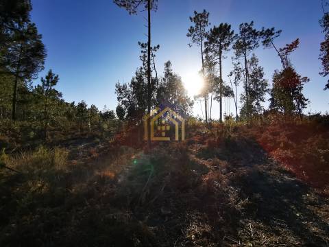 Terreno 22800m2, constrói em 3693 metros junto praia e estrada (eletricidade,água,esgotos) Portugal