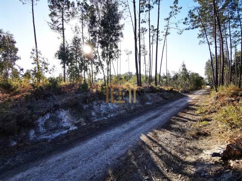 Terreno 22800m2, constrói em 3693 metros junto praia e estrada (eletricidade,água,esgotos) Portugal