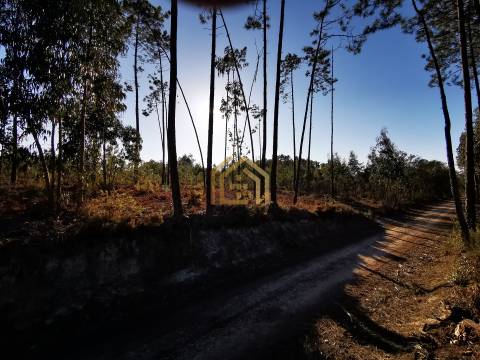 Terreno 22800m2, constrói em 3693 metros junto praia e estrada (eletricidade,água,esgotos) Portugal