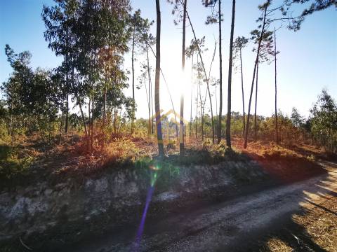 Terreno 22800m2, constrói em 3693 metros junto praia e estrada (eletricidade,água,esgotos) Portugal