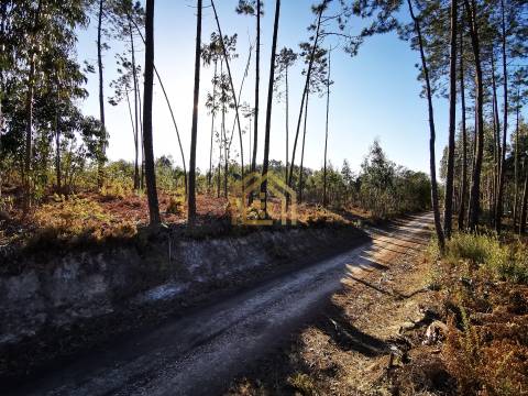 Terreno 22800m2, constrói em 3693 metros junto praia e estrada (eletricidade,água,esgotos) Portugal