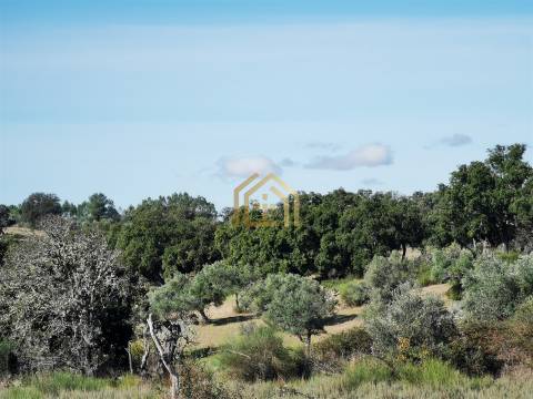 Portugal, Rosmaninhal 56500 m2 , àgua abundante,  2000m2 construção