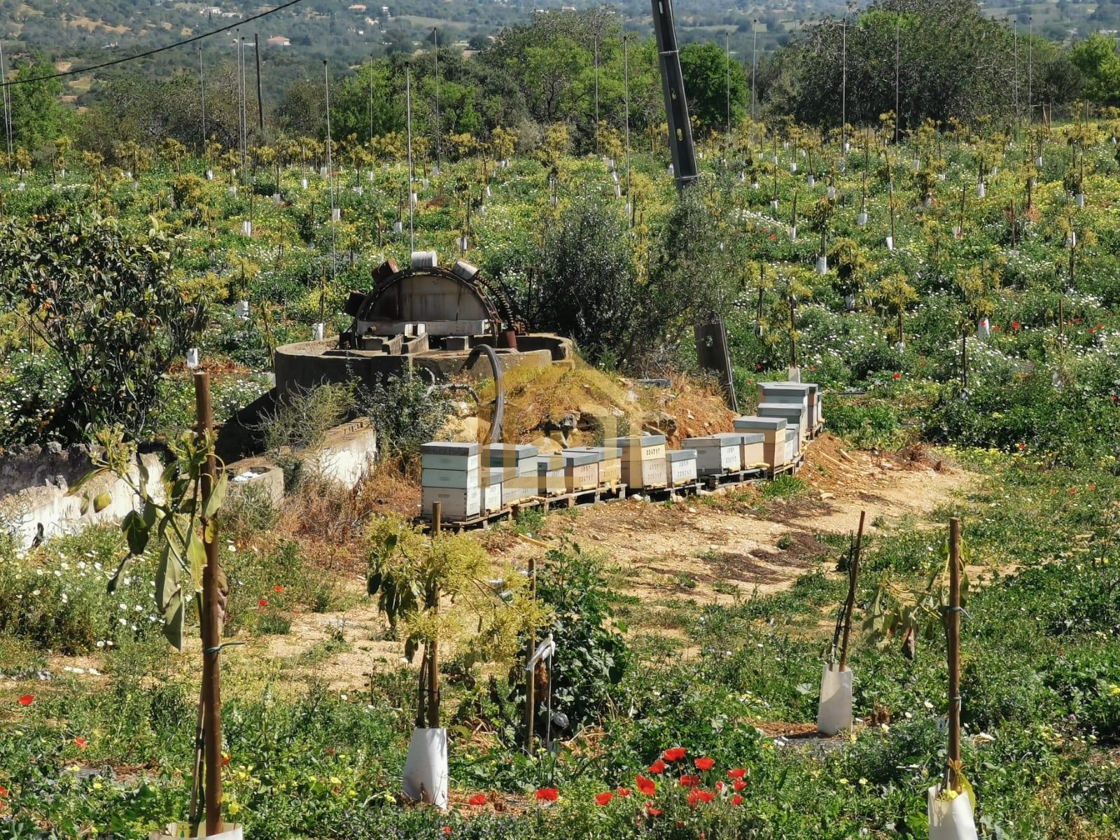 terreno com 157959 m2 com 2 moradias, água abundante localizadas em zona calma e tranquila com vista