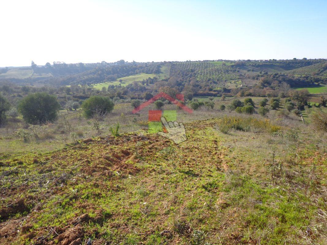 Terreno  Venda em Brogueira, Parceiros de Igreja e Alcorochel,Torres Novas