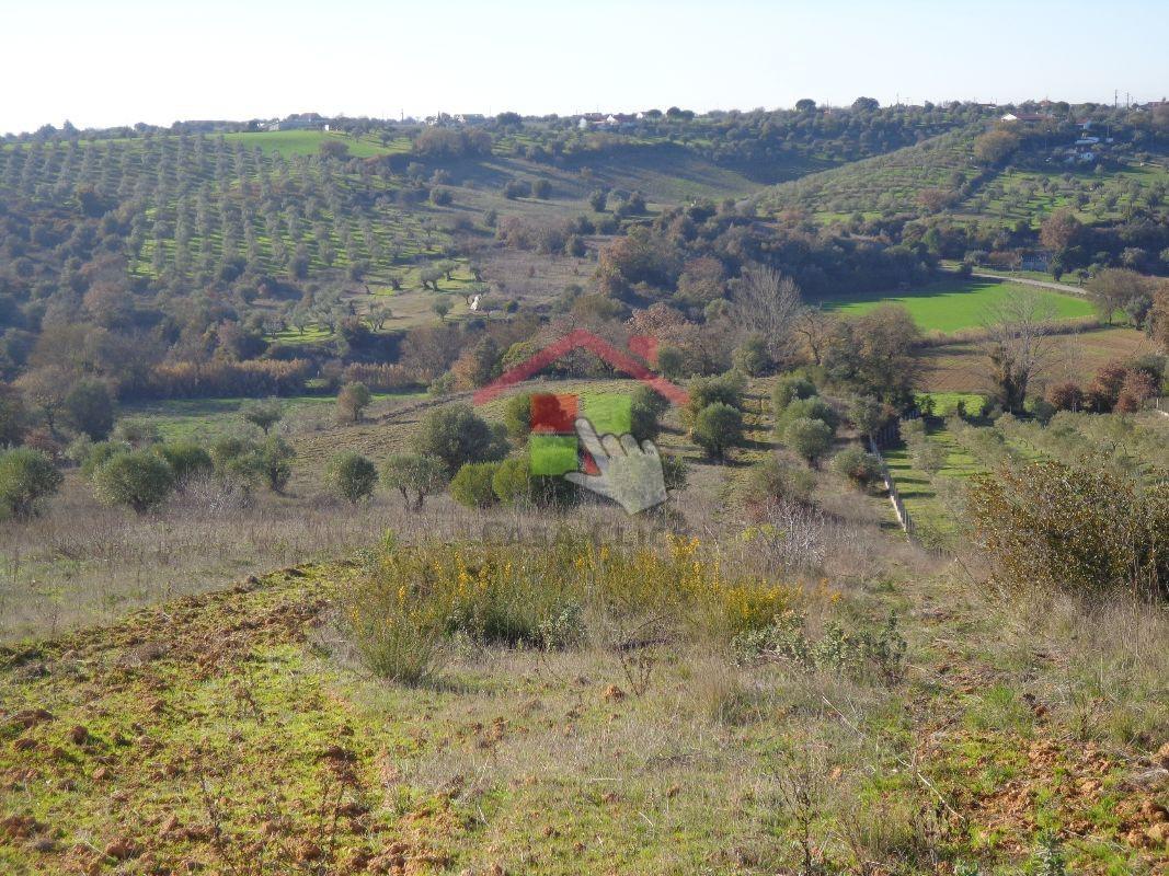 Terreno  Venda em Brogueira, Parceiros de Igreja e Alcorochel,Torres Novas