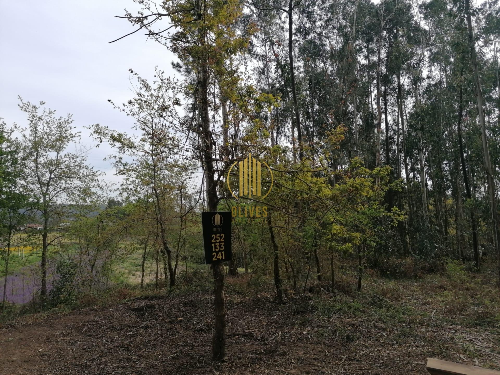 Terreno  Venda em Anais,Ponte de Lima