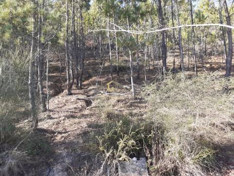 Terreno em Tamel - Santa Leocádia