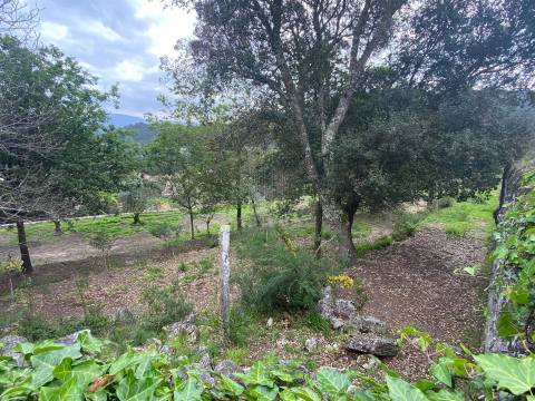 Terreno com 47982 m2 com Capela do Sec XIII  em Âncora