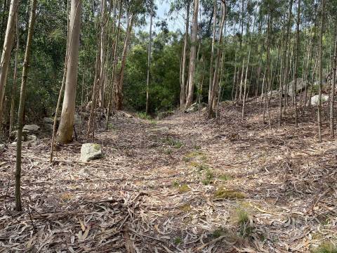 Terreno com 47982 m2 com Capela do Sec XIII  em Âncora