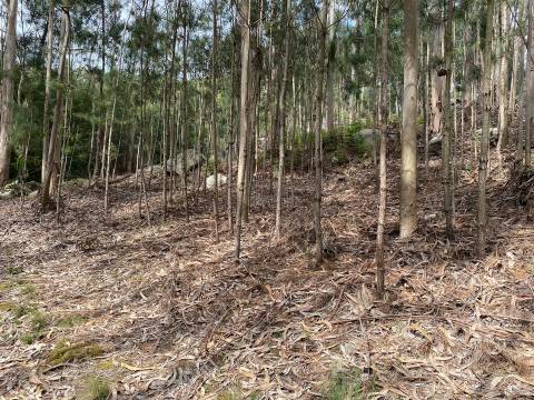 Terreno com 47982 m2 com Capela do Sec XIII  em Âncora