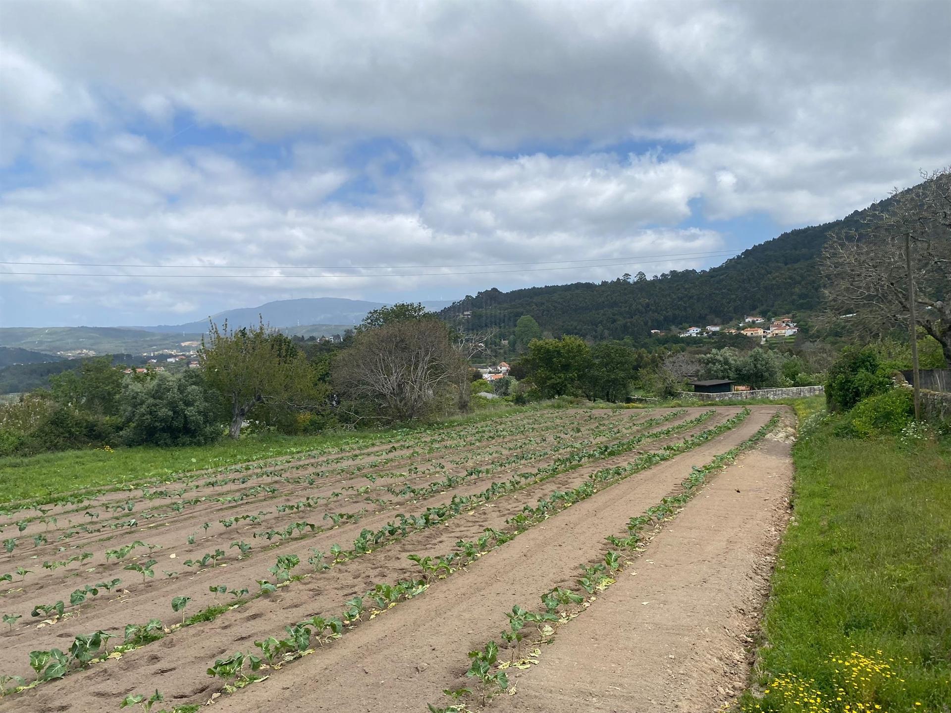 Terreno em Âncora  com viabilidade de construção  com 5315 m2