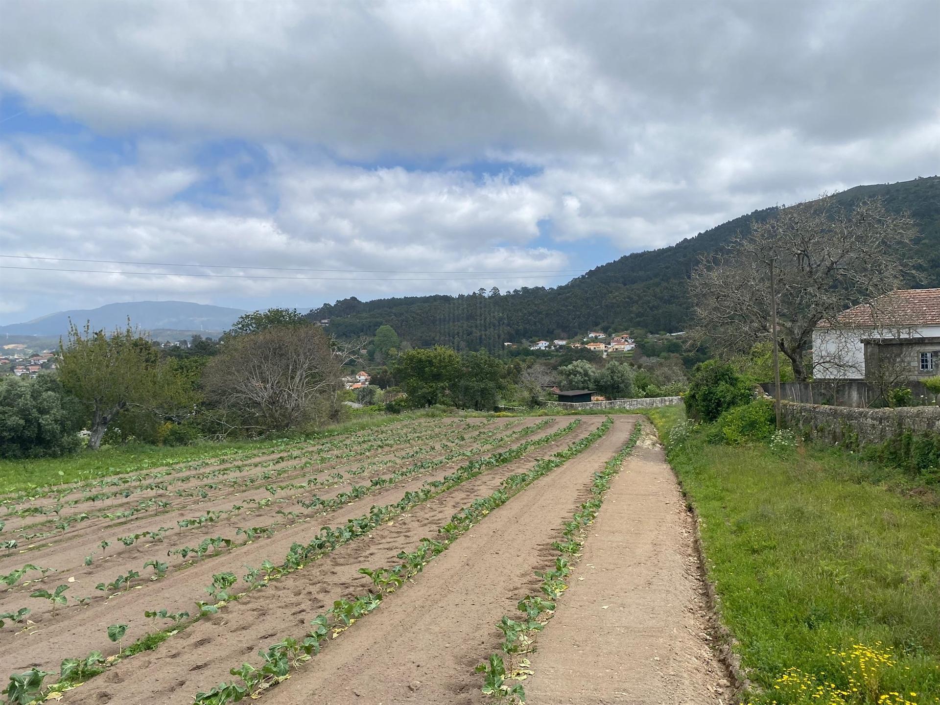 Terreno em Âncora  com viabilidade de construção  com 5315 m2