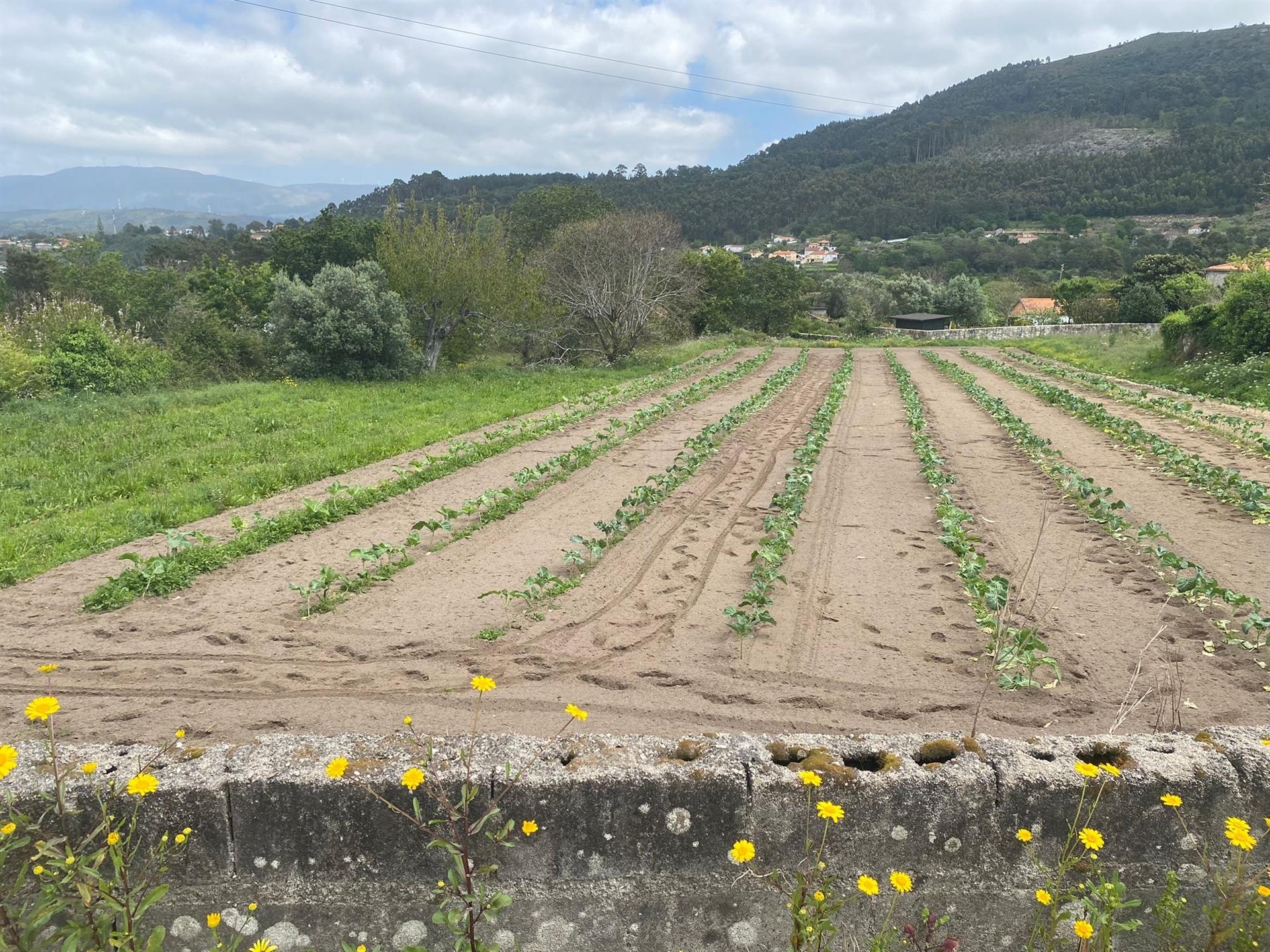 Terreno em Âncora  com viabilidade de construção  com 5315 m2