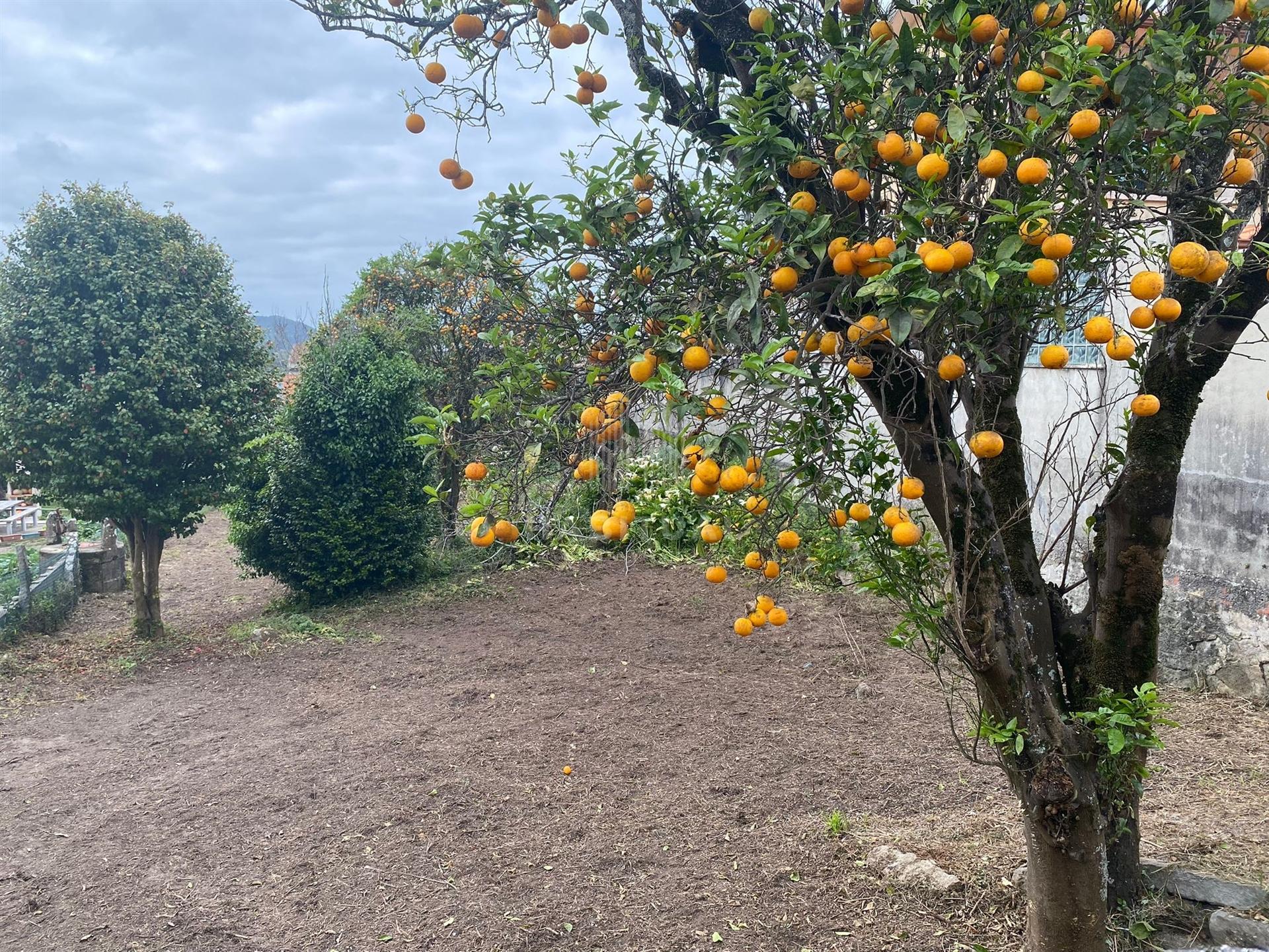 Terreno em Vila Praia de Âncora com 702 m2