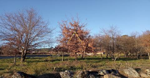 Terreno  Venda em Orgens,Viseu