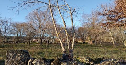 Terreno  Venda em Orgens,Viseu