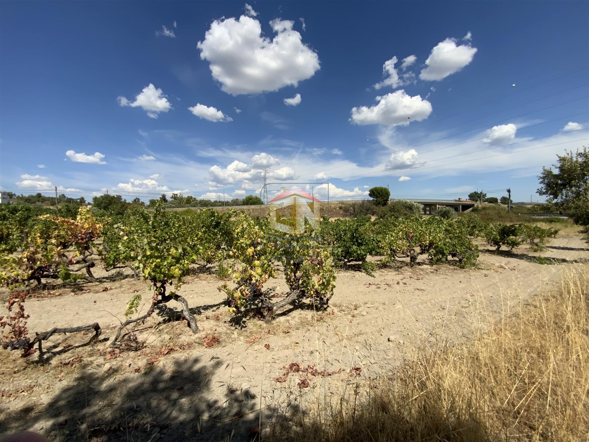 Quinta com 2 Hectares em Belmonte