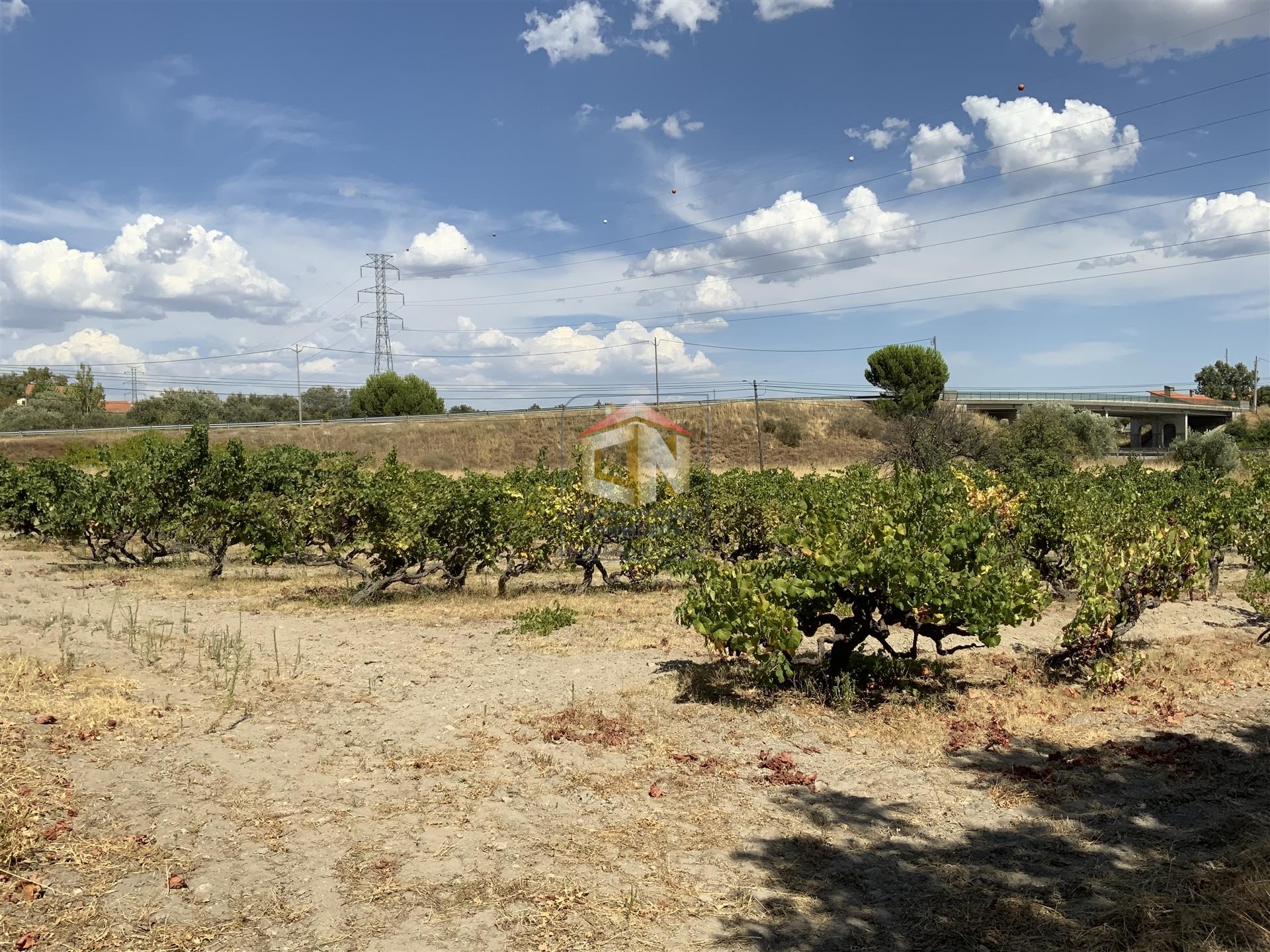 Quinta com 2 Hectares em Belmonte