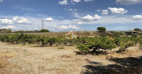 Quinta com 2 Hectares em Belmonte