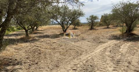 Quinta com 2 Hectares em Belmonte