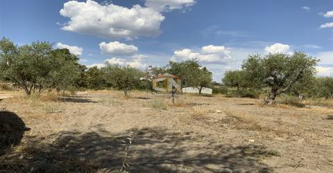 Quinta com 2 Hectares em Belmonte