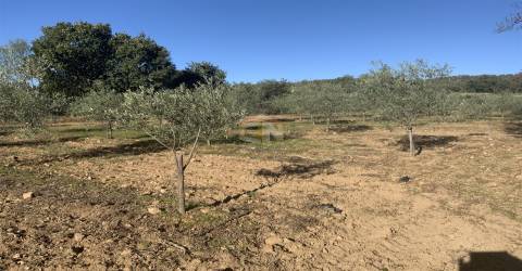 Vende-se Terreno Agrícola na freguesia de Vale da Senhora da Póvoa