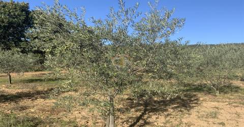 Vende-se Terreno Agrícola na freguesia de Vale da Senhora da Póvoa