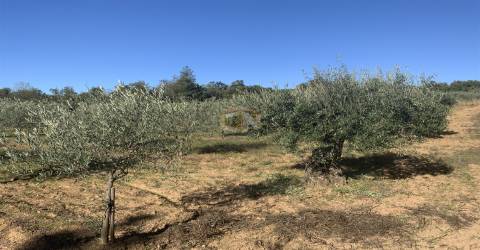 Vende-se Terreno Agrícola na freguesia de Vale da Senhora da Póvoa
