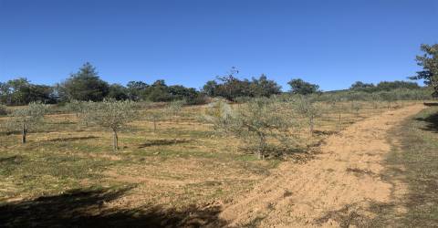 Vende-se Terreno Agrícola na freguesia de Vale da Senhora da Póvoa