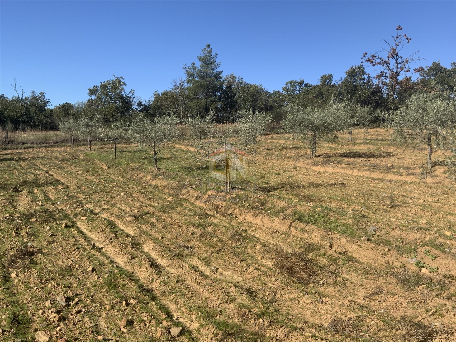 Vende-se Terreno Agrícola na freguesia de Vale da Senhora da Póvoa