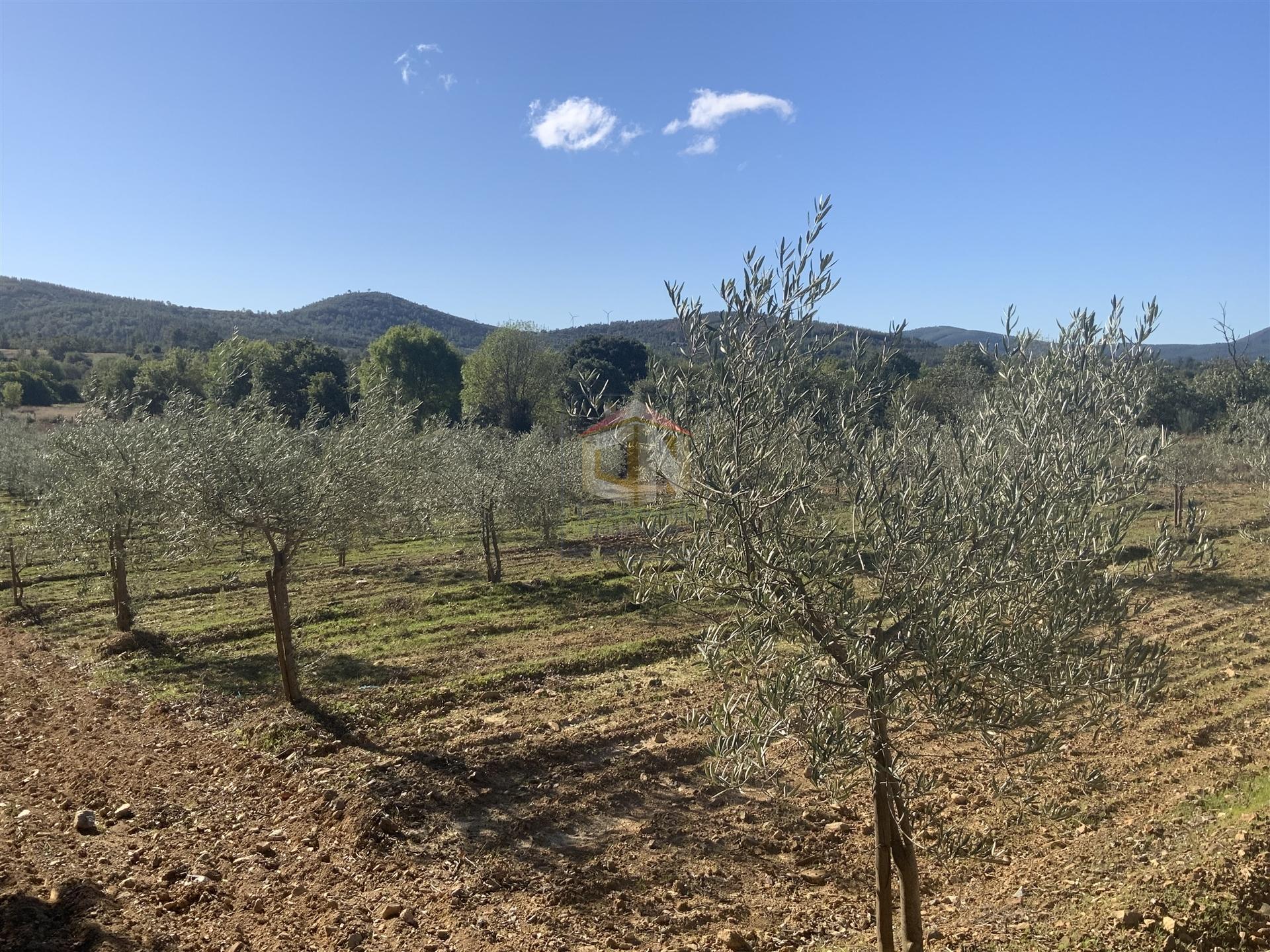 Vende-se Terreno Agrícola na freguesia de Vale da Senhora da Póvoa