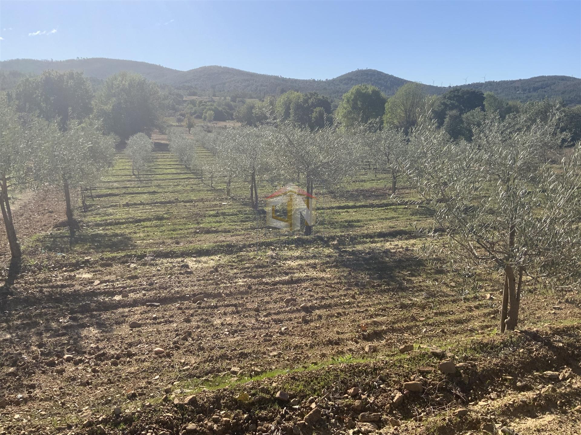 Vende-se Terreno Agrícola na freguesia de Vale da Senhora da Póvoa