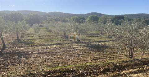 Vende-se Terreno Agrícola na freguesia de Vale da Senhora da Póvoa