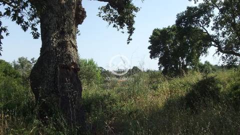 Setúbal- Quinta com moradia T7 para reabilitar e terreno com 10hc.