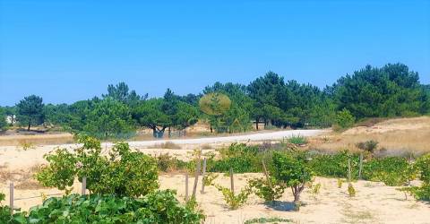 Lote único com uma casa de campo tipica alentejana - 5 minutos até à praia de Carvalhal