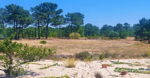 Lote único com uma casa de campo tipica alentejana - 5 minutos até à praia de Carvalhal