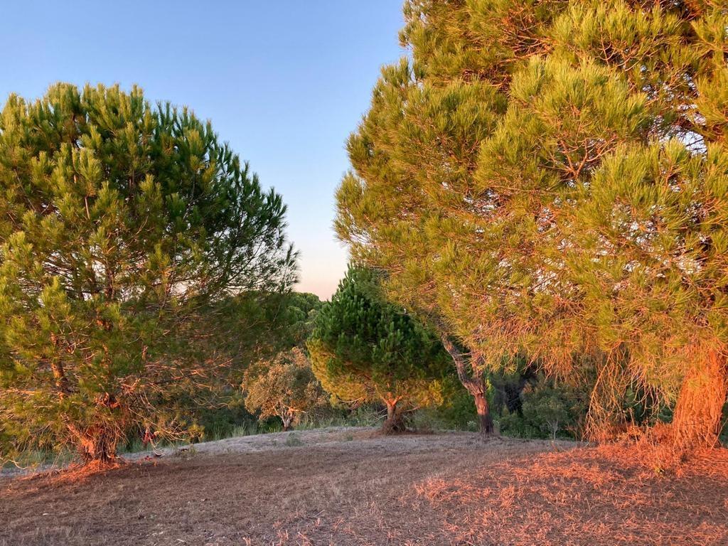 Terreno  com vista para o mar nas Sobreiras Altas