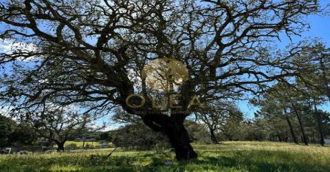 Maravilhoso terreno junto à Praia da Aberta Nova (Melides)