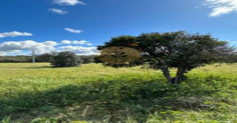 Maravilhoso terreno junto à Praia da Aberta Nova (Melides)