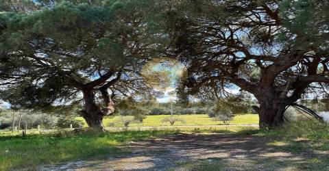 Maravilhoso terreno junto à Praia da Aberta Nova (Melides)