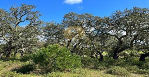 Maravilhoso terreno junto à Praia da Aberta Nova (Melides)