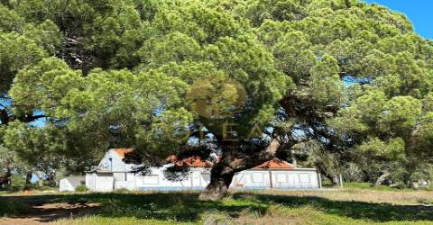 Maravilhoso terreno junto à Praia da Aberta Nova (Melides)