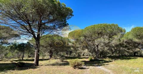 Maravilhoso terreno junto à Praia da Aberta Nova (Melides)