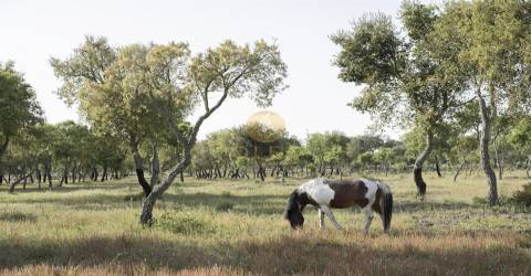 Maravilhoso terreno junto à Praia da Aberta Nova (Melides)