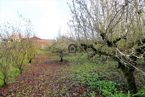 MORADIAS E ADEGA A 20 MINUTOS DE CALDAS DA RAINHA