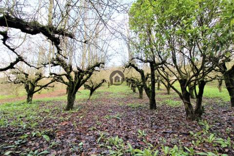 MORADIAS E ADEGA A 20 MINUTOS DE CALDAS DA RAINHA